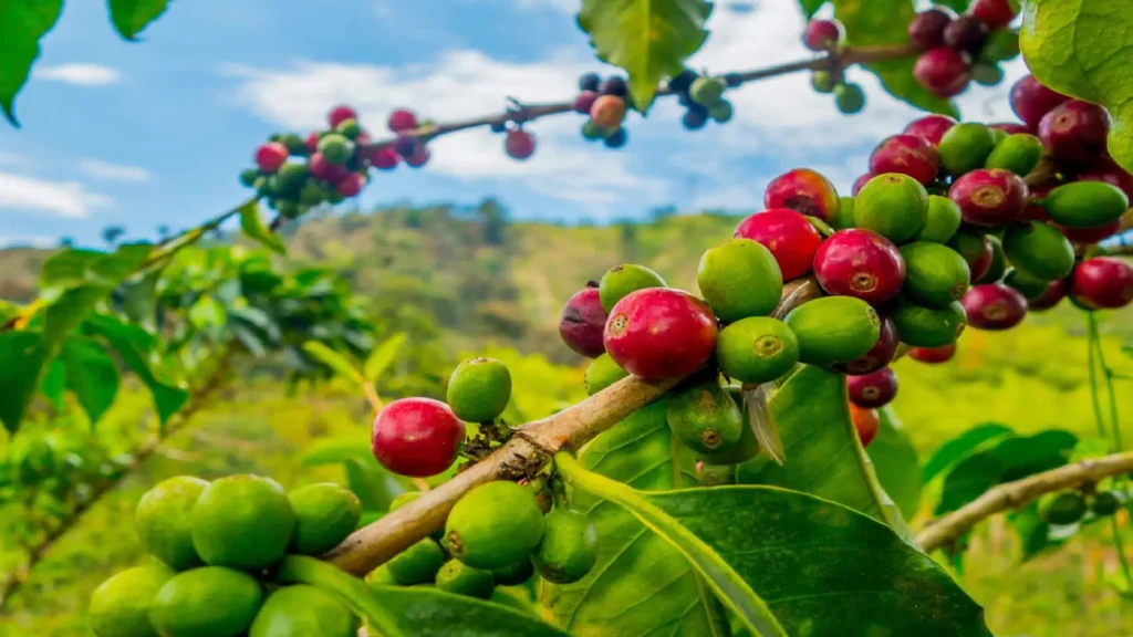 Sustainability in Kenyan Coffee Farming: Challenges and Opportunities